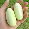 Cucumber Mini White